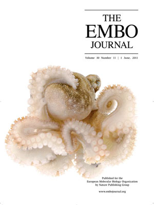 Portrait of He'e, the Hawaiian Day Octopus